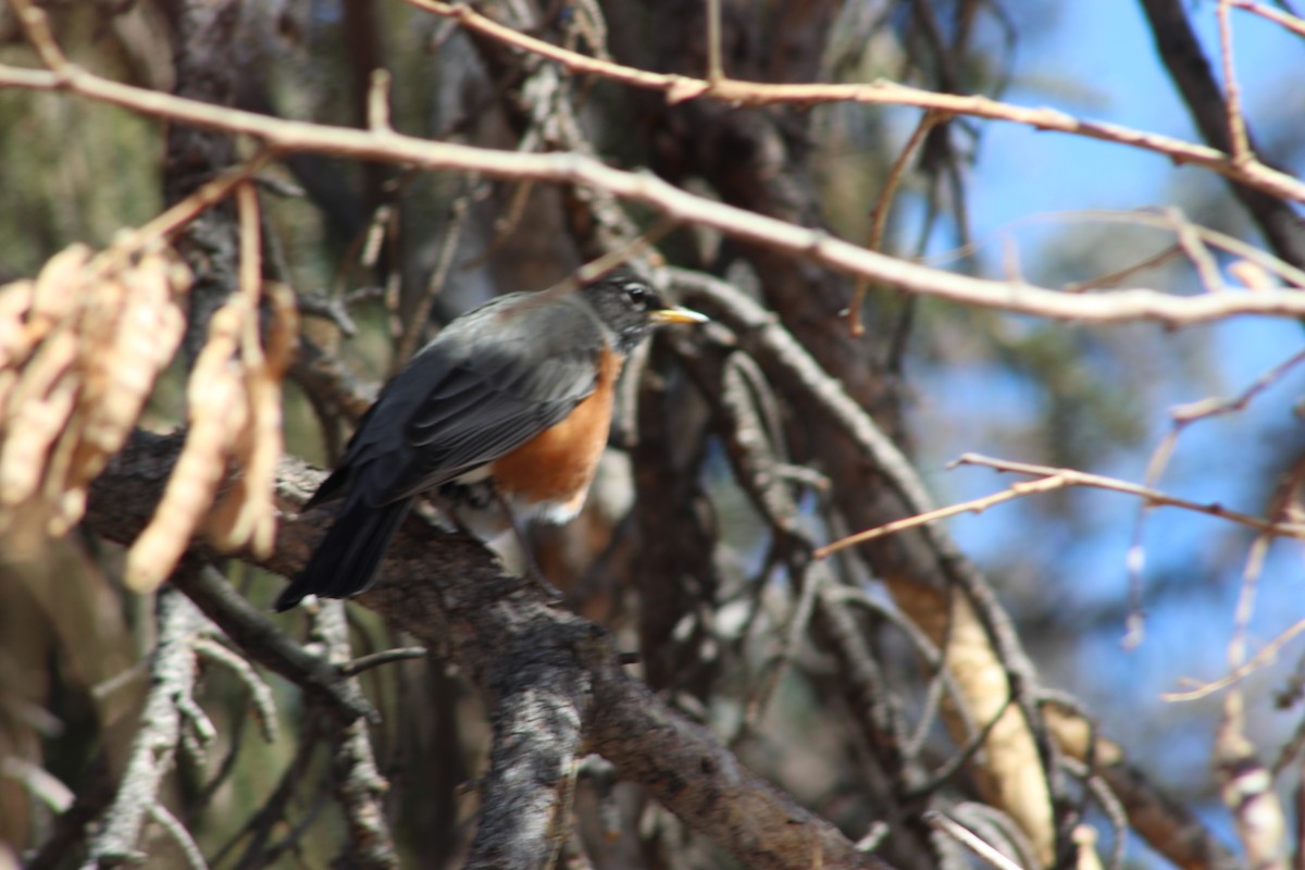 American Robin - ML540970221