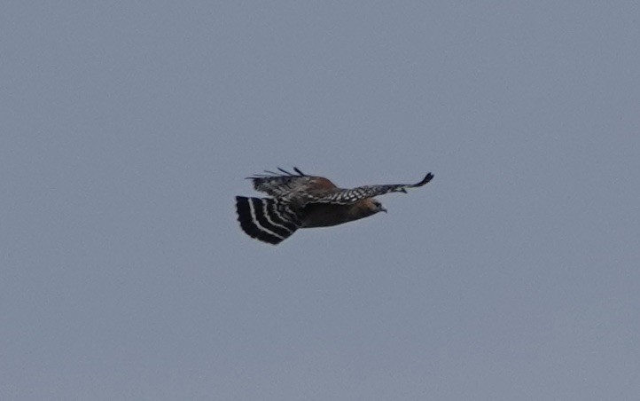 Red-shouldered Hawk - ML540970791