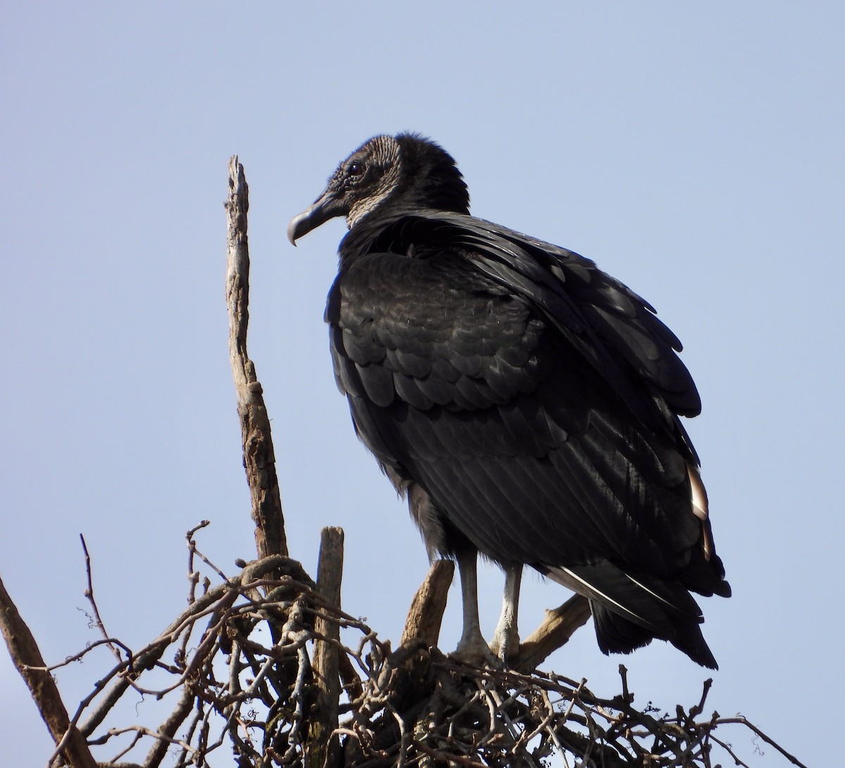 Black Vulture - ML540970801