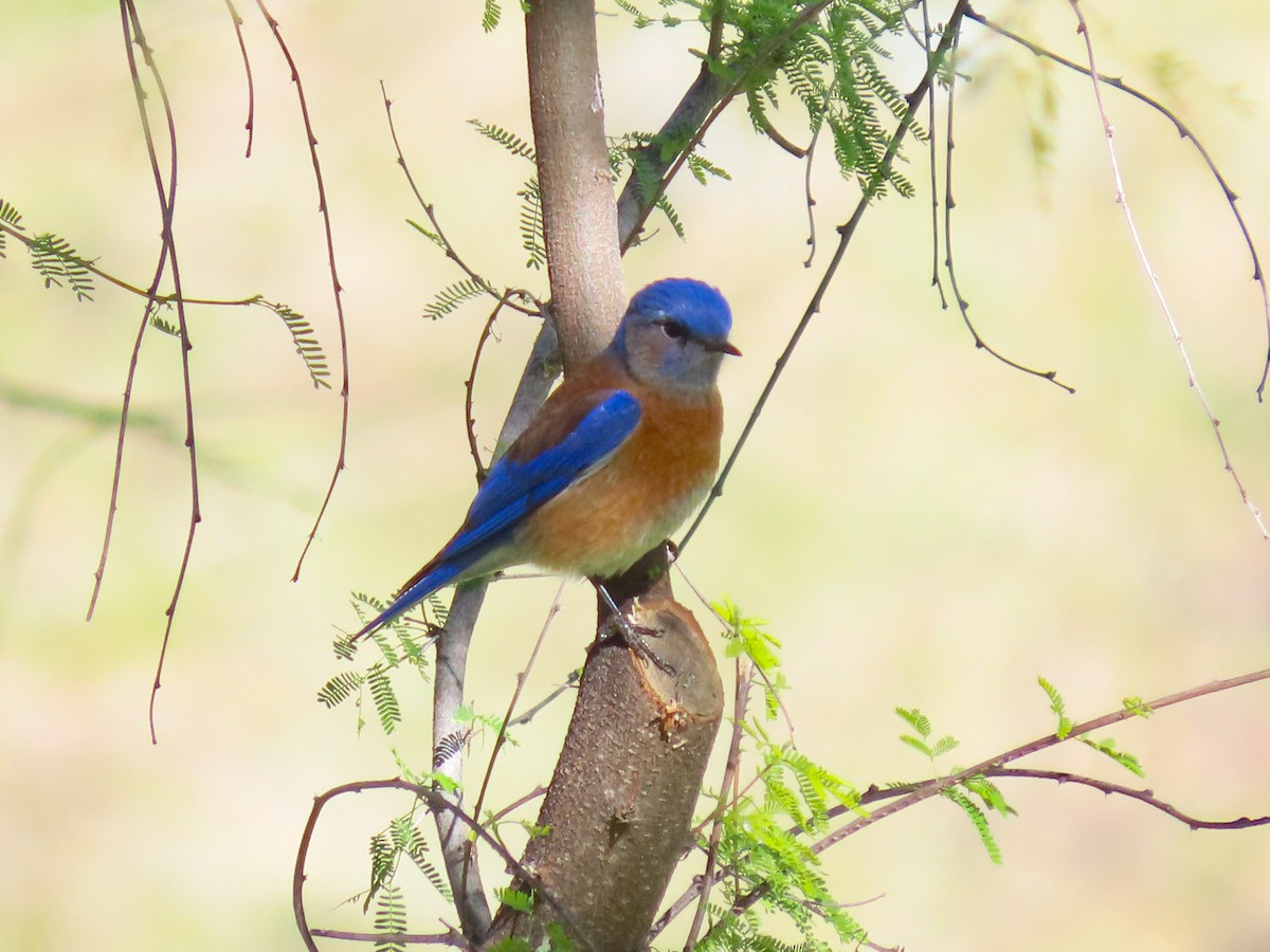 Western Bluebird - paula parkinson