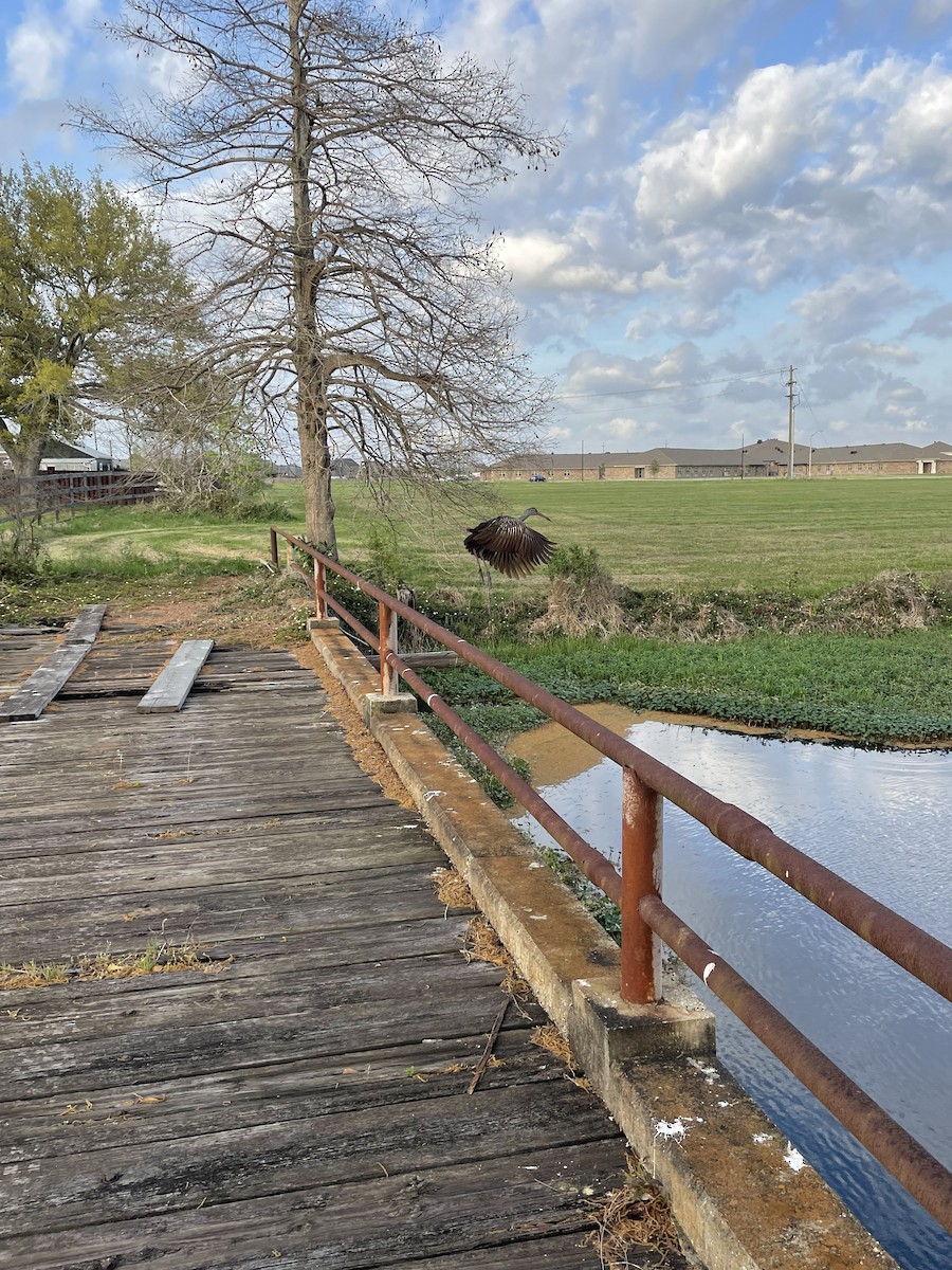 Limpkin (Speckled) - ML540971281