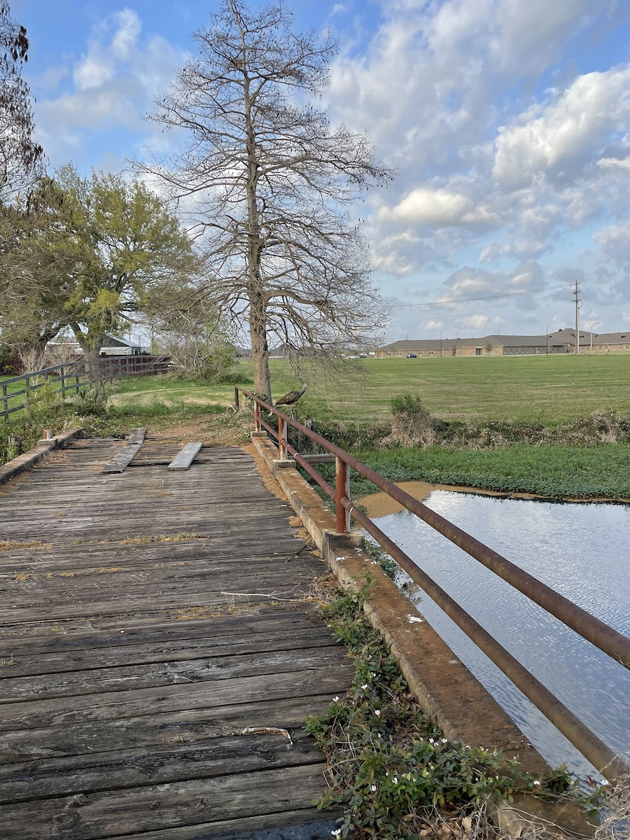 Limpkin (Speckled) - ML540971291