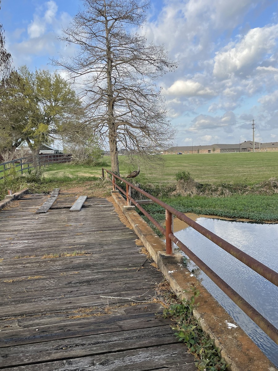 Limpkin (Speckled) - ML540971301