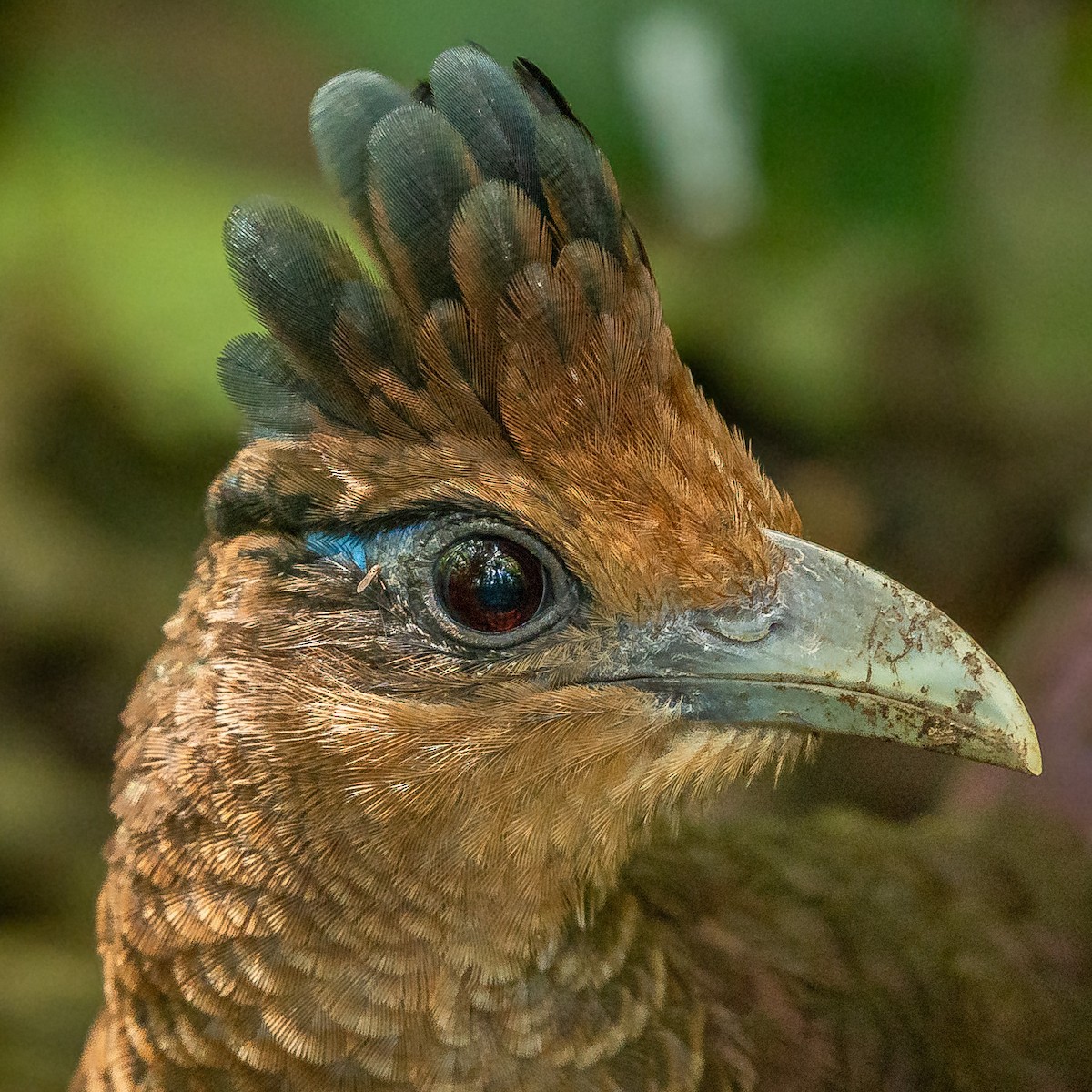 Rufous-vented Ground-Cuckoo - ML540972291