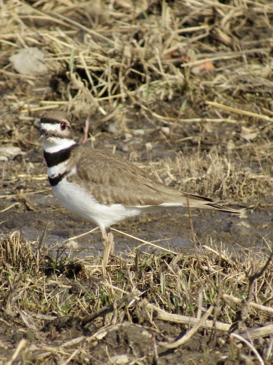 Killdeer - ML540973331