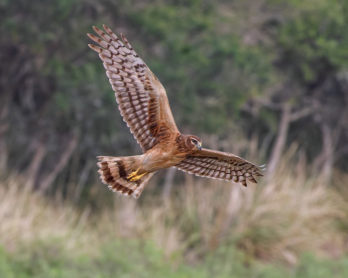 Northern Harrier - Karl H (Hoeff ka)