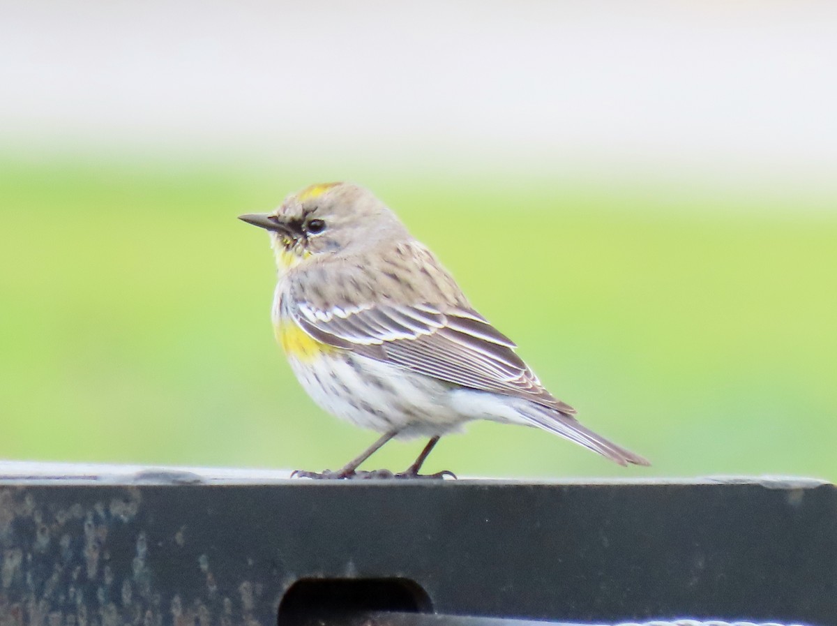 Yellow-rumped Warbler - ML540974711
