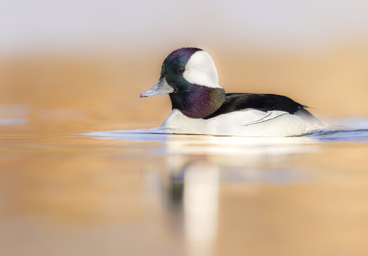 Bufflehead - Matt Misewicz