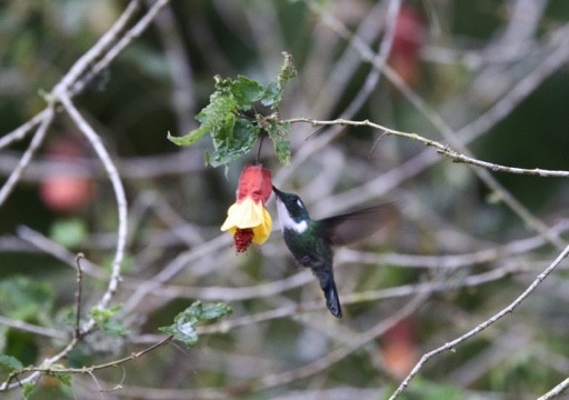 White-throated Daggerbill - ML540974861