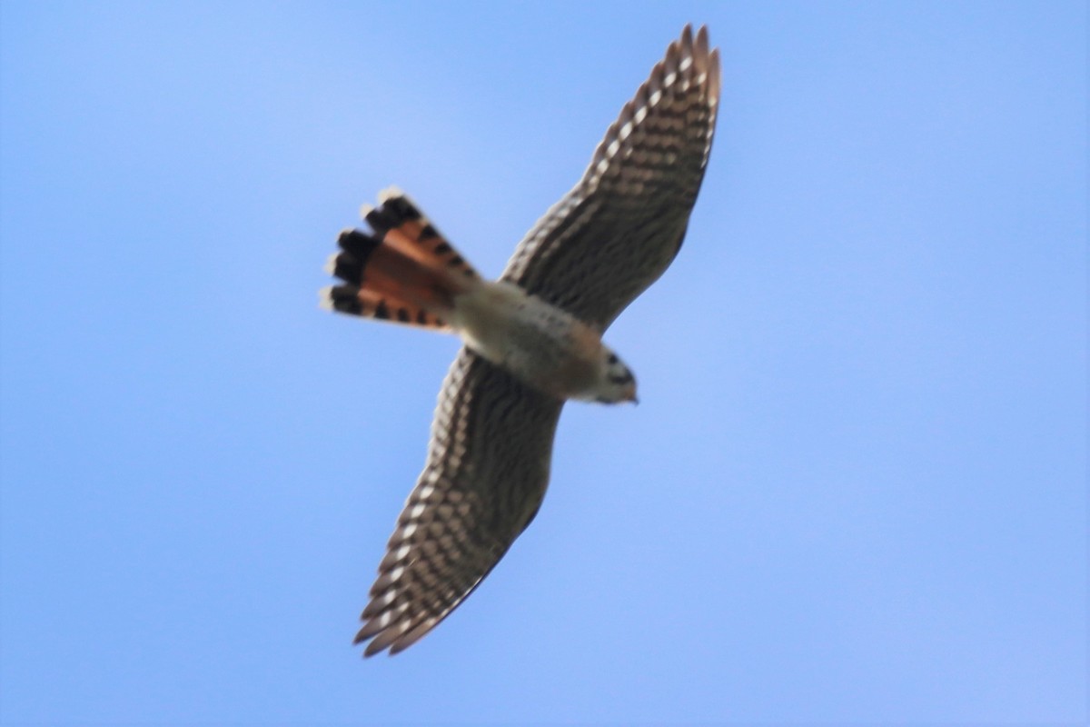 American Kestrel - ML540974871