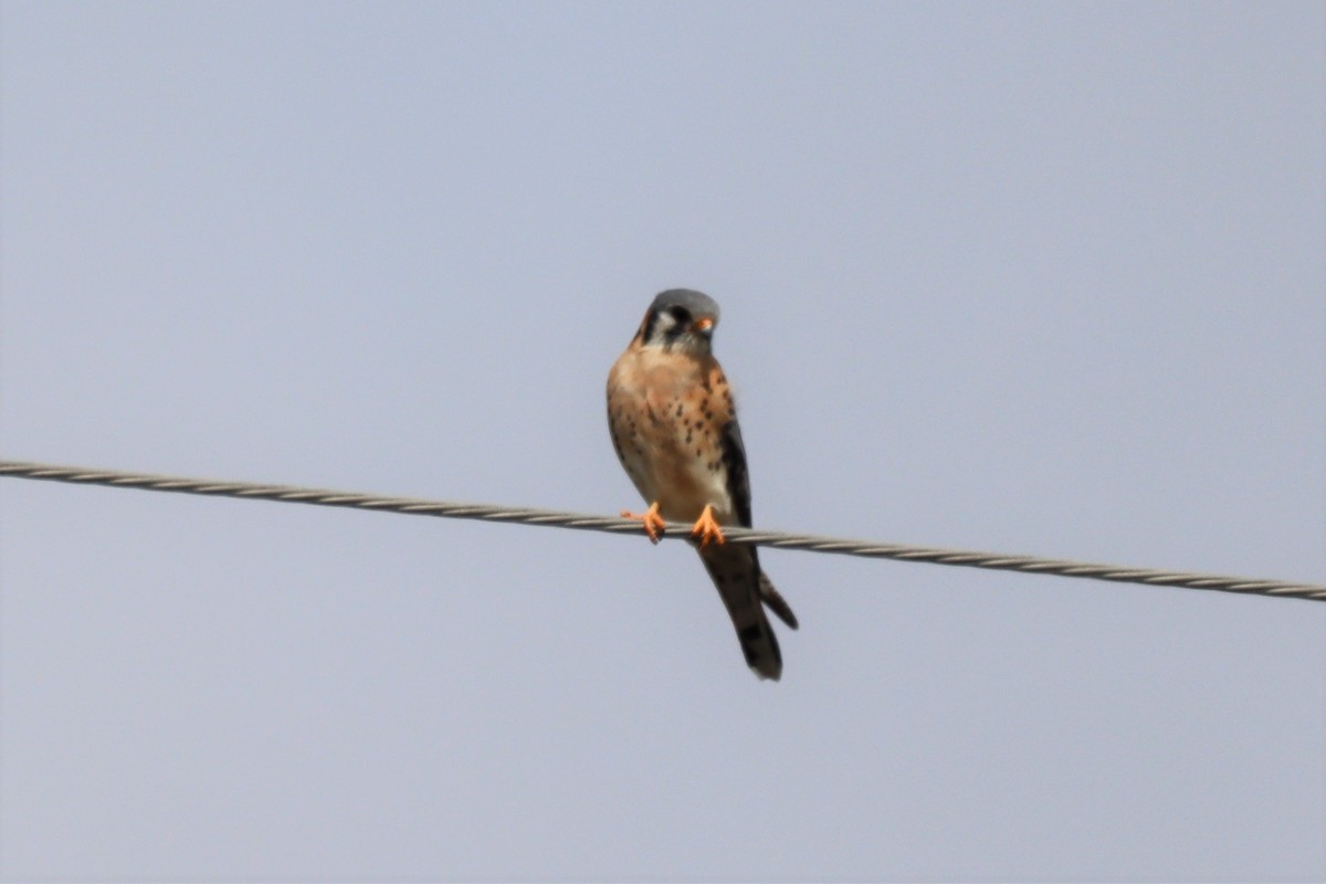 American Kestrel - ML540974901