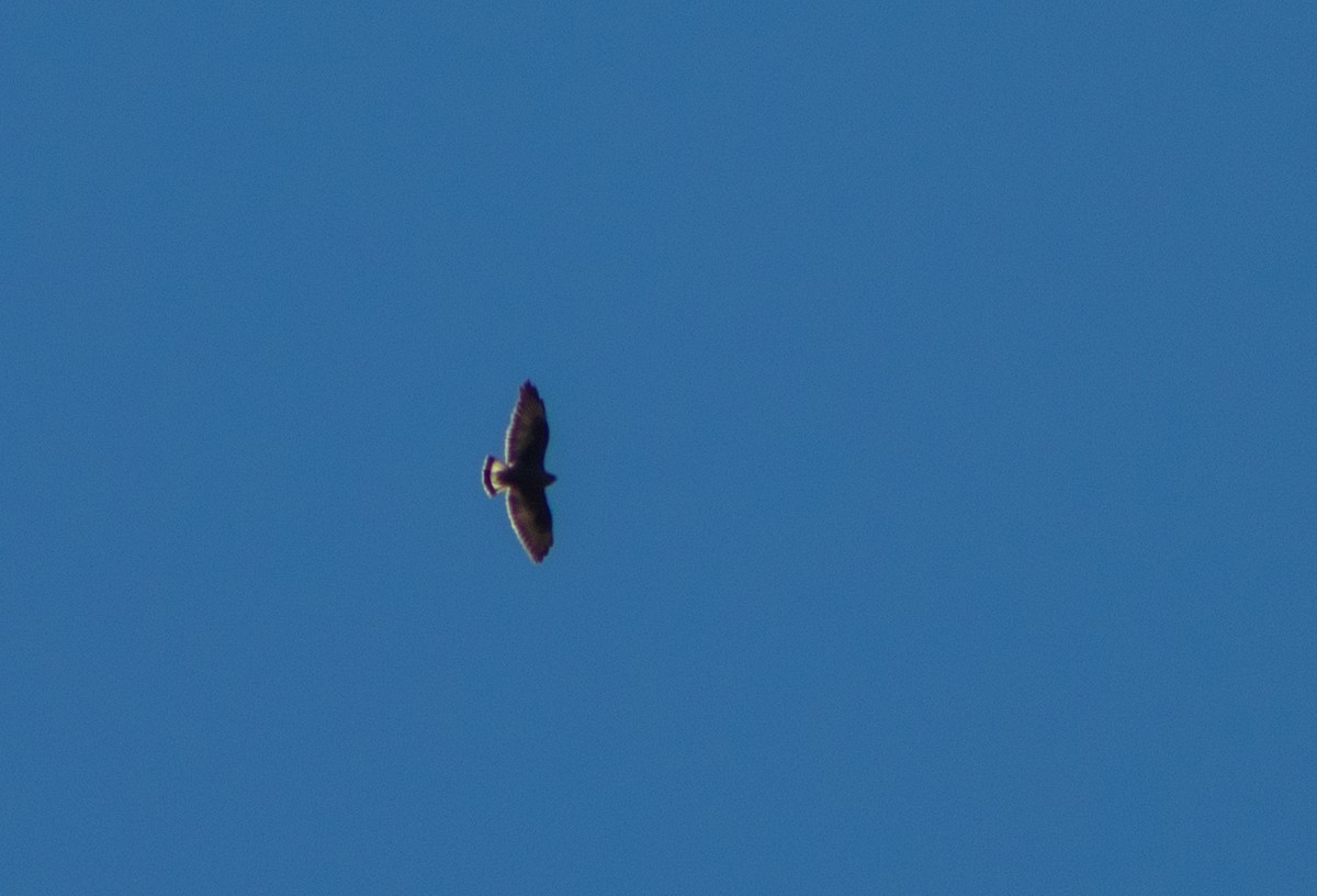 Variable Hawk (Variable) - ML540975151