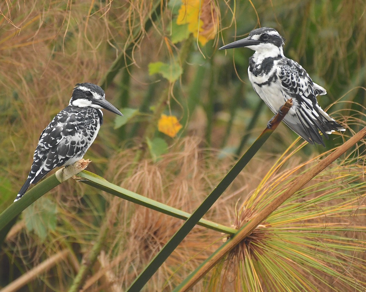 Pied Kingfisher - Ted Wolff