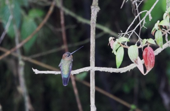 Green-fronted Lancebill - ML540976741