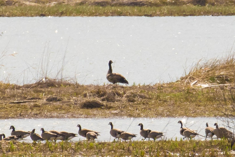 Cackling Goose - John Reynolds