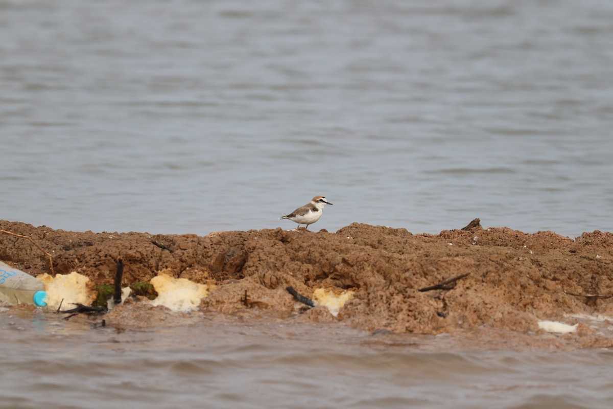 Kentish Plover - ML540977291