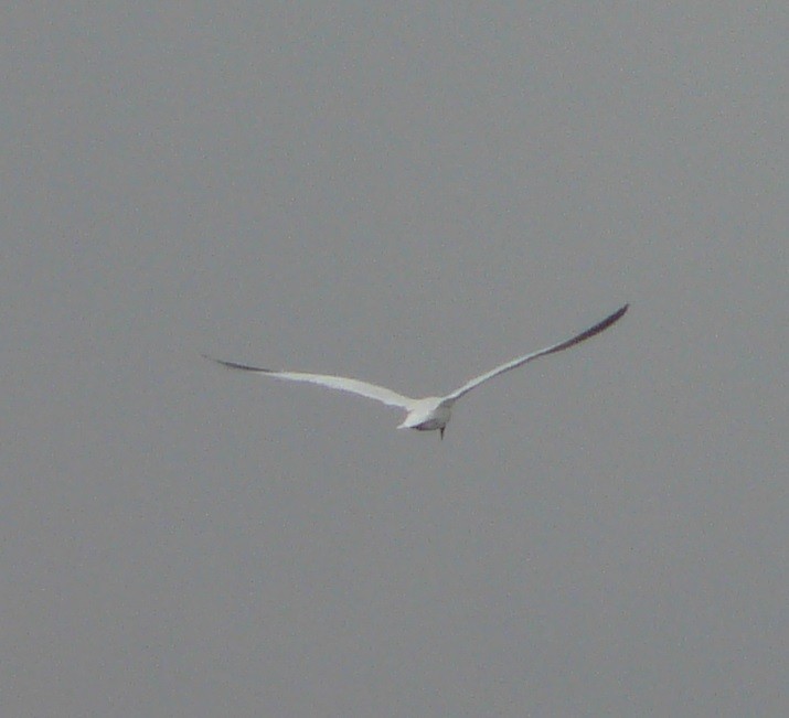 Caspian Tern - ML540977621