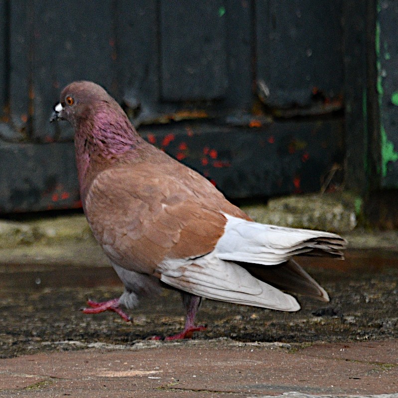 Rock Pigeon (Feral Pigeon) - ML540977731