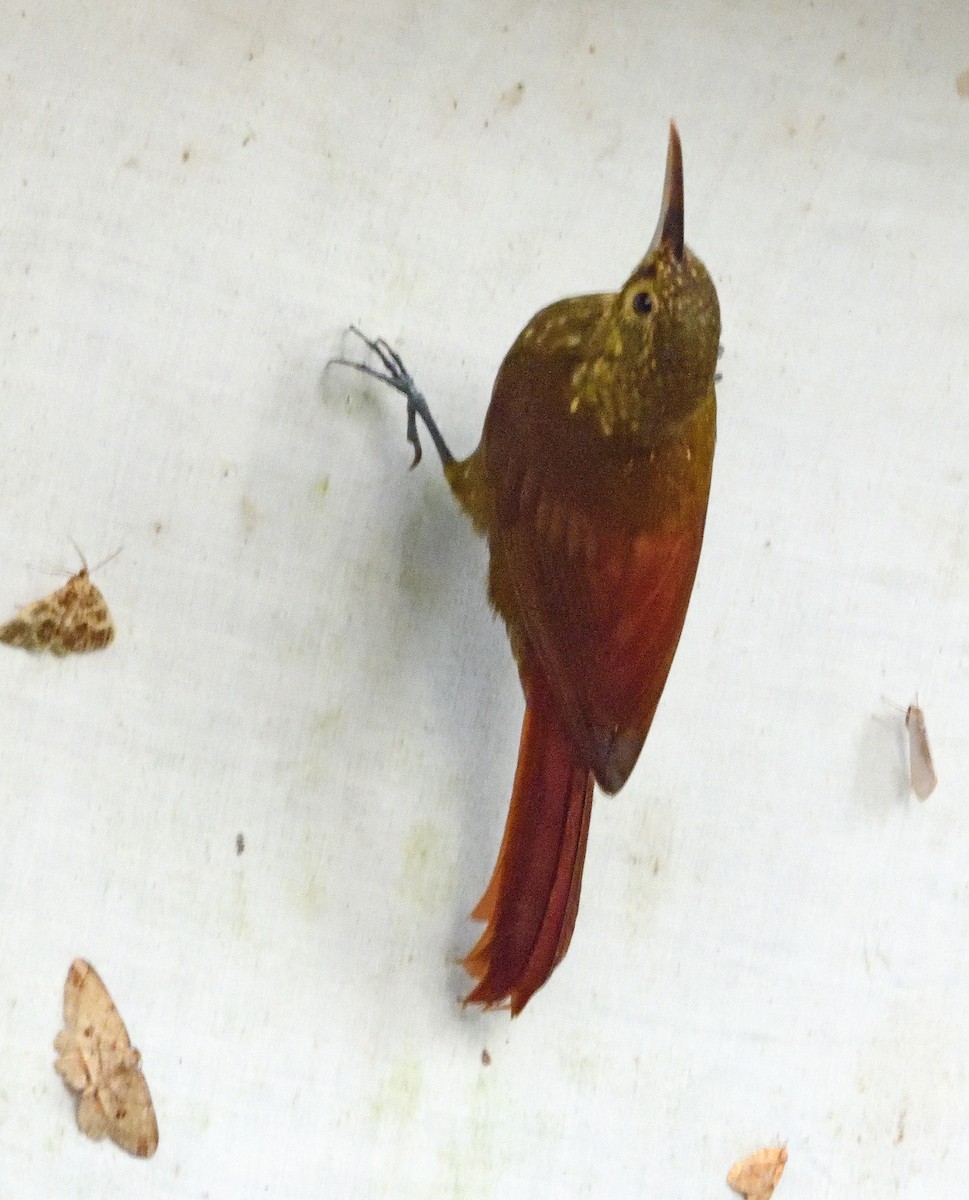 Spotted Woodcreeper - ML540977821