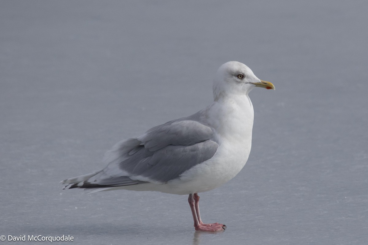 Iceland Gull (kumlieni) - ML540978231