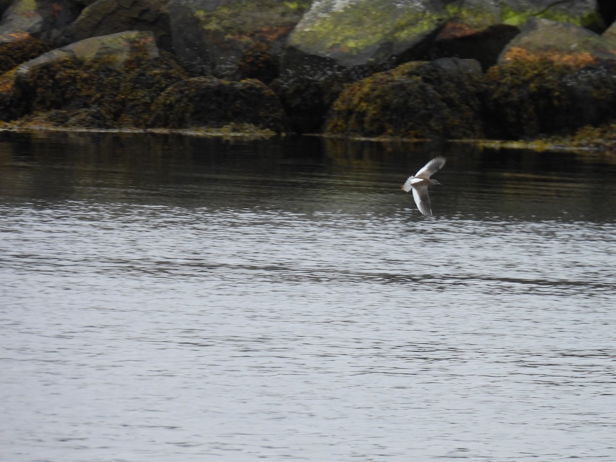 Common Redshank - ML540980041