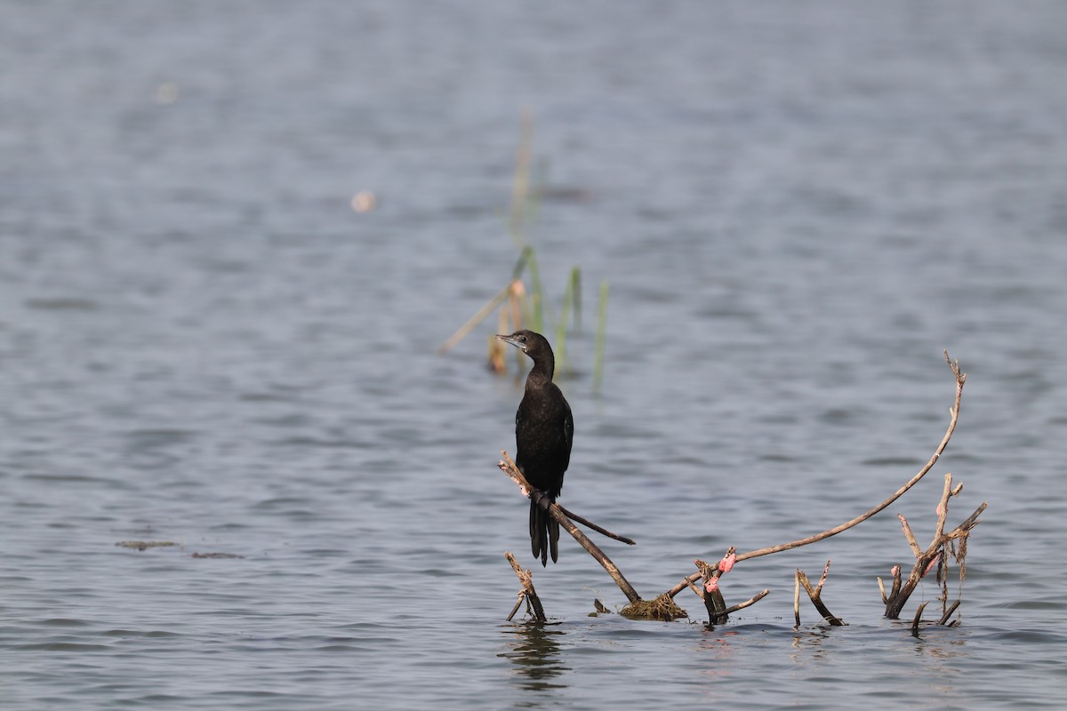 Little Cormorant - ML540981011