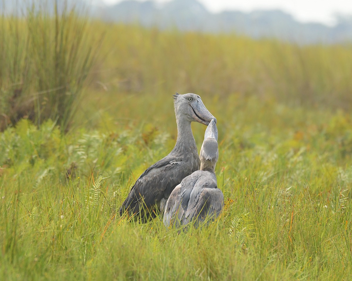 Shoebill - Ted Wolff