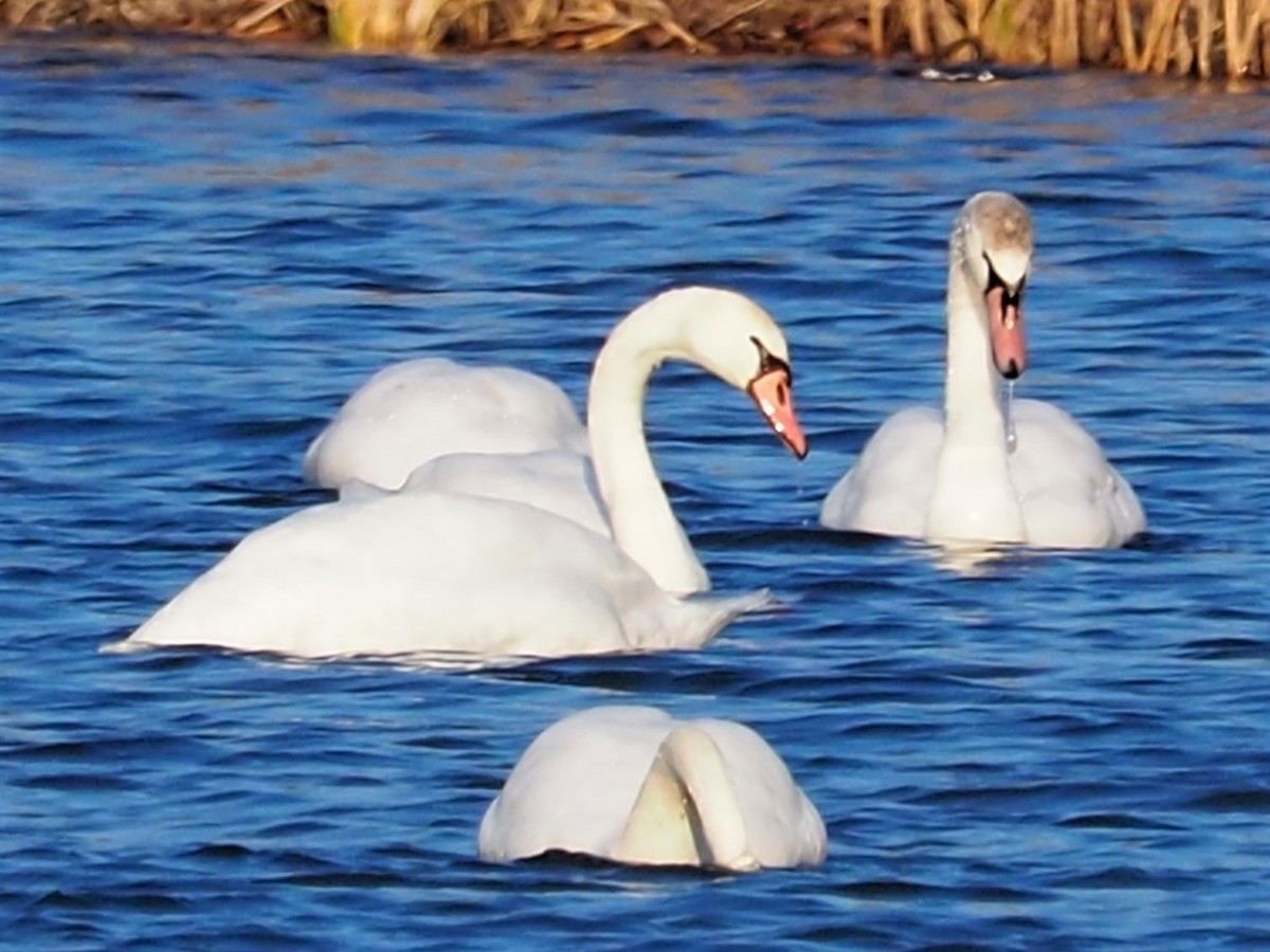 Mute Swan - ML540981831