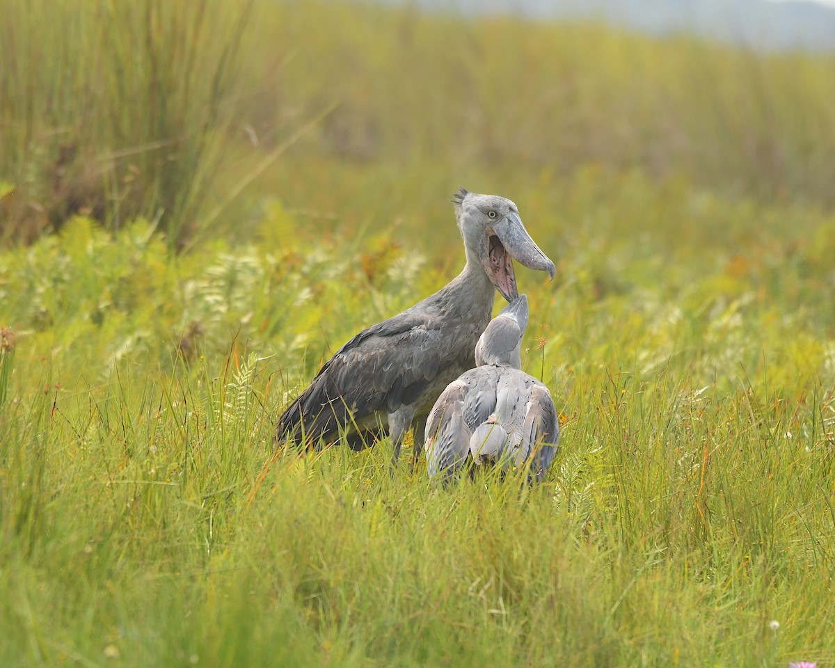 Shoebill - ML540982541