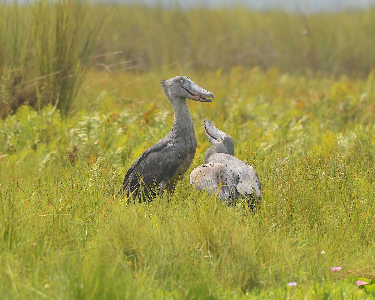 Shoebill - Ted Wolff