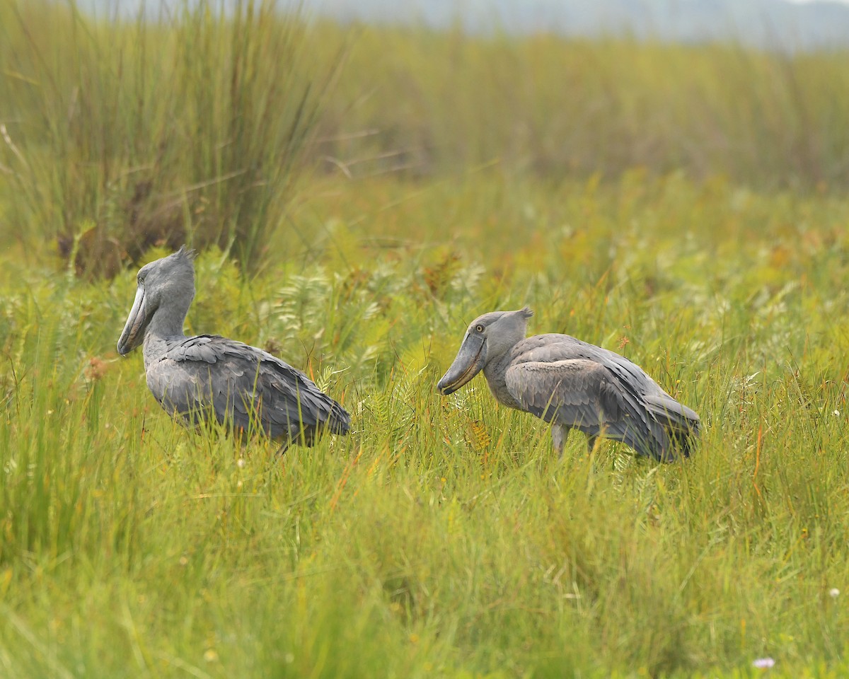 Shoebill - ML540983161