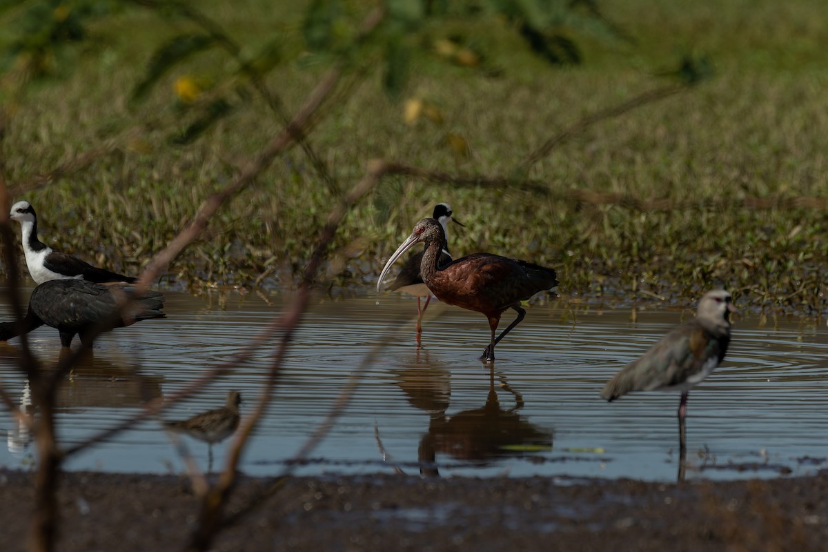 ibis americký - ML540983411