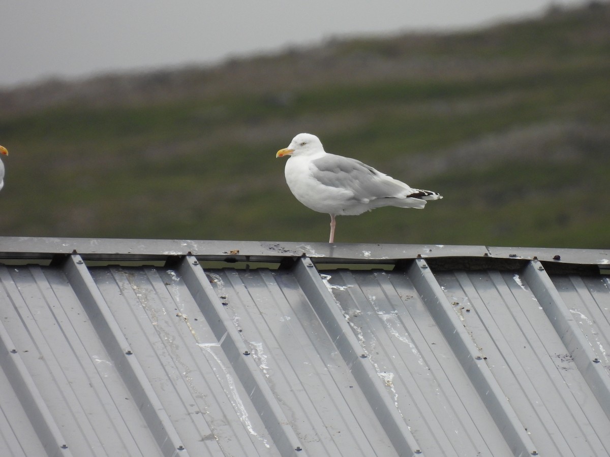 Herring Gull - ML540983521