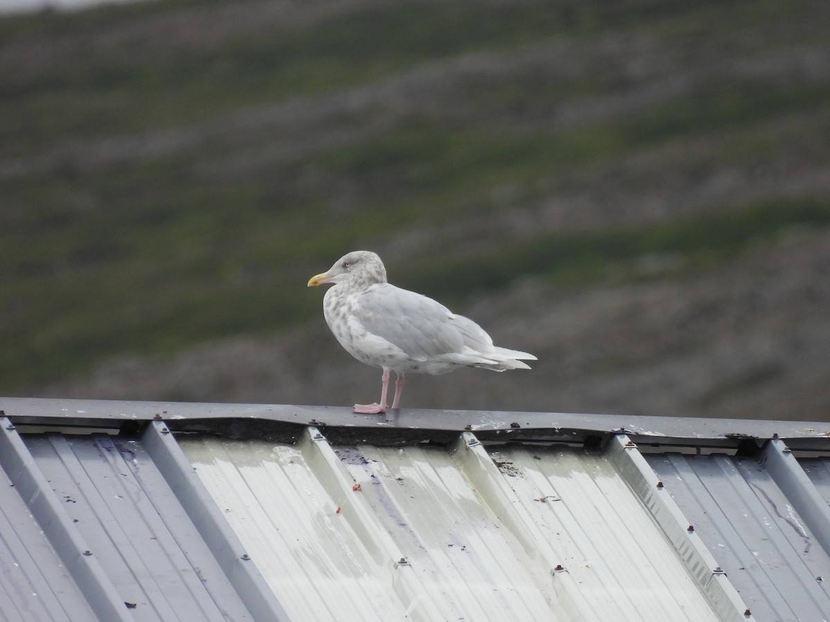 Glaucous Gull - ML540983621