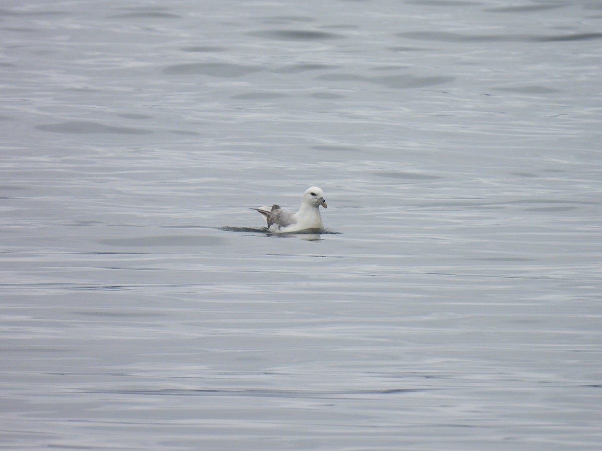 Northern Fulmar - ML540984091