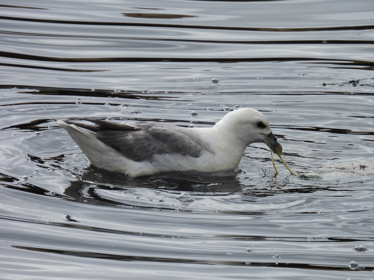 Northern Fulmar - ML540984111