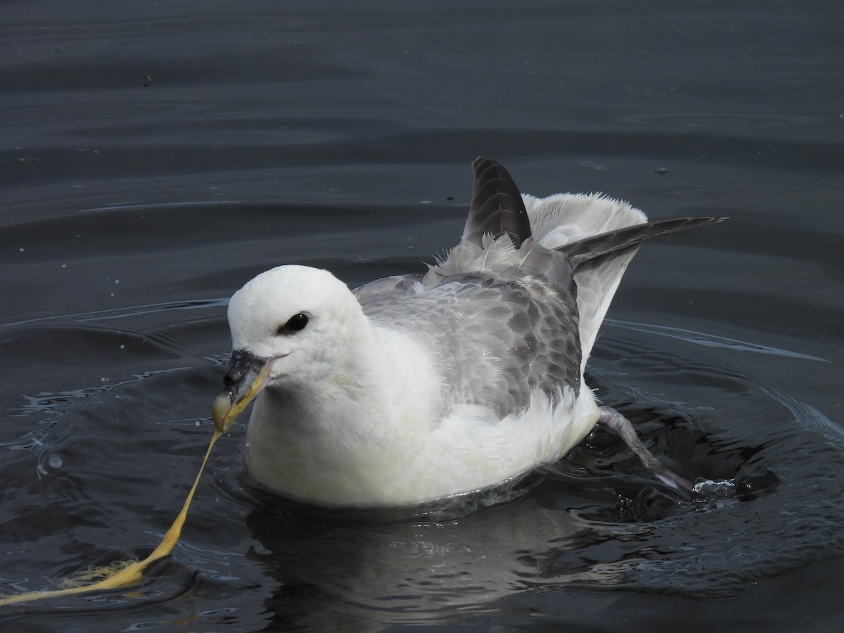 Northern Fulmar - ML540984131