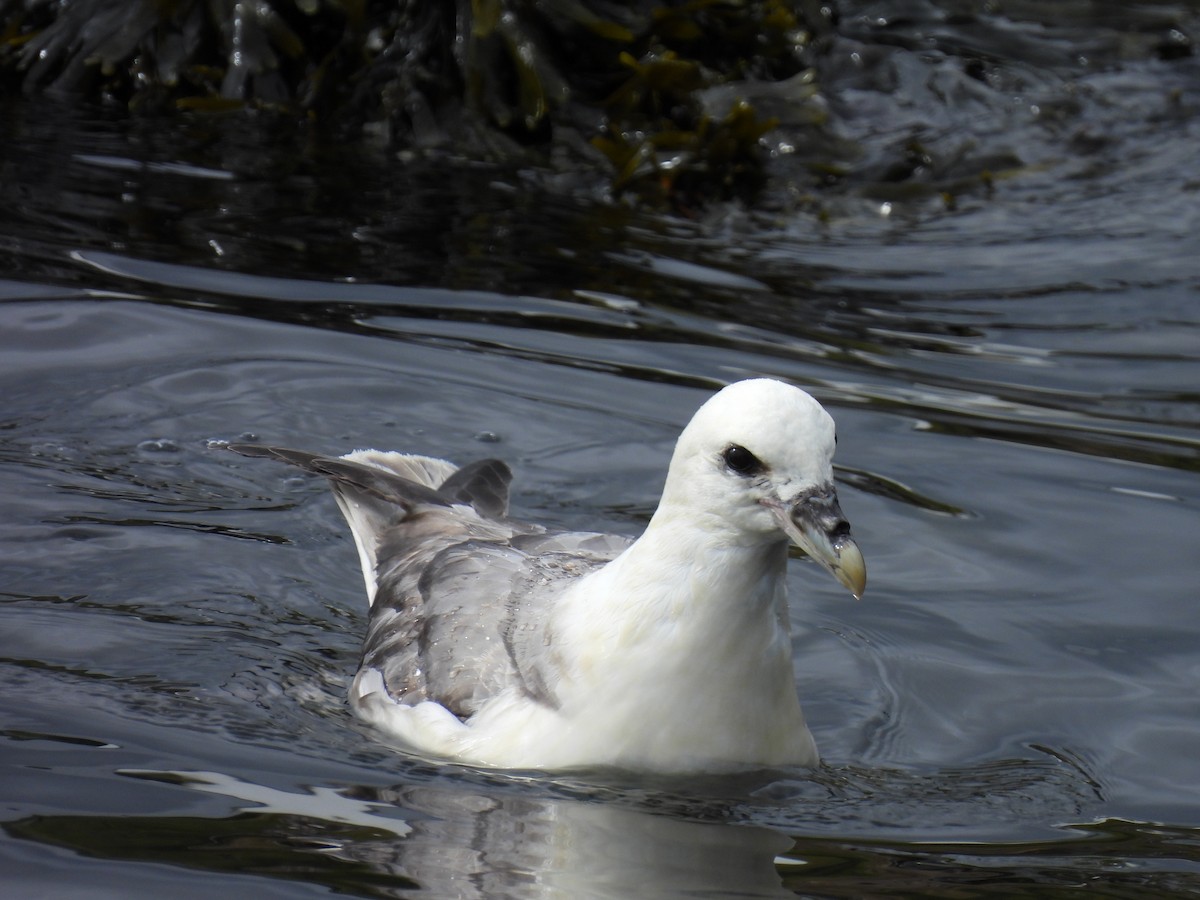 Northern Fulmar - ML540984141