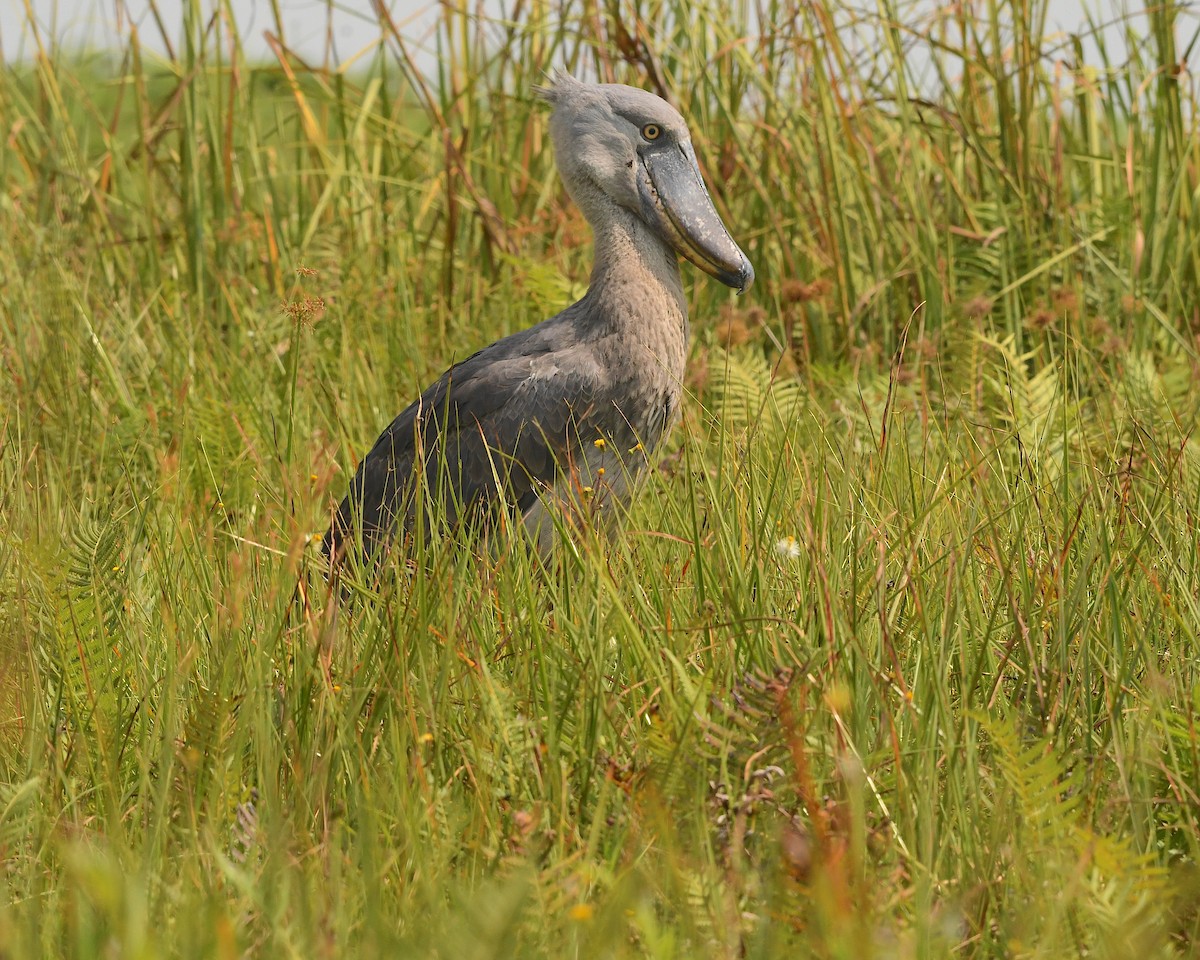 Shoebill - Ted Wolff