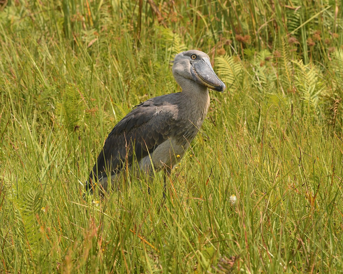 Shoebill - Ted Wolff