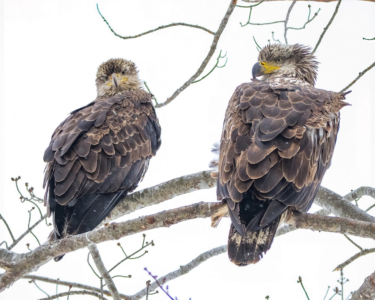 Weißkopf-Seeadler - ML540985401