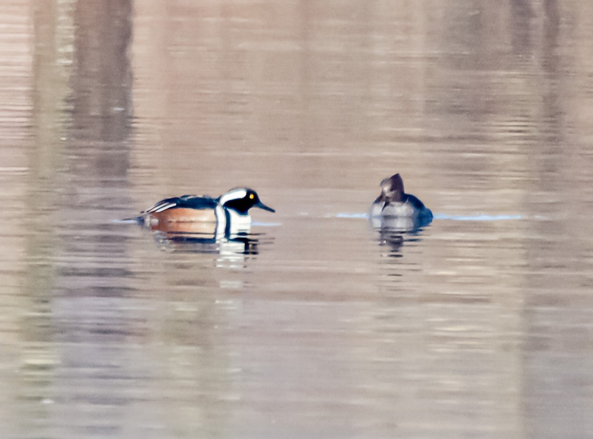 Hooded Merganser - ML540985431