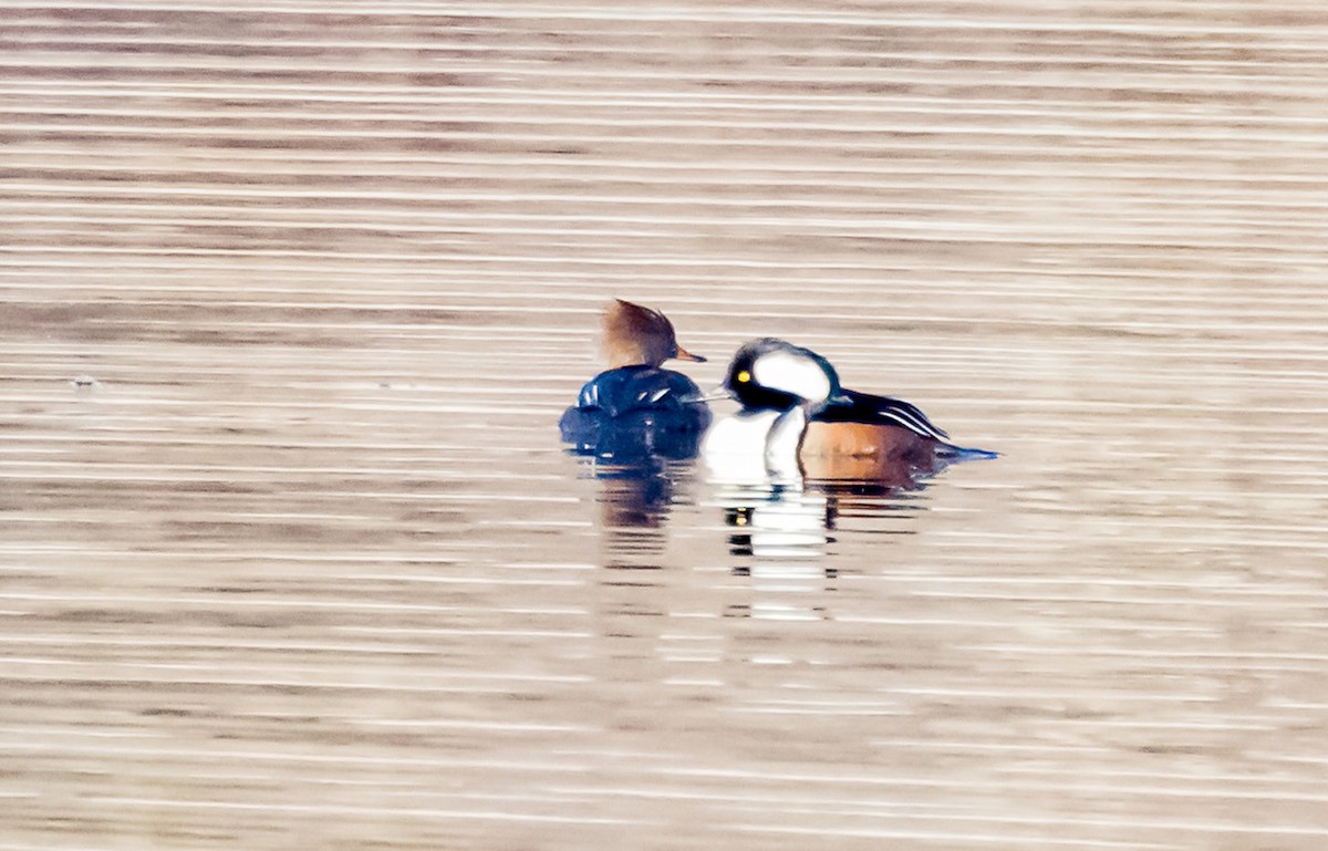 Hooded Merganser - ML540985441