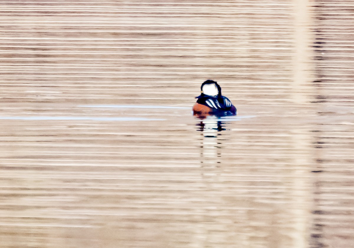 Hooded Merganser - ML540985451