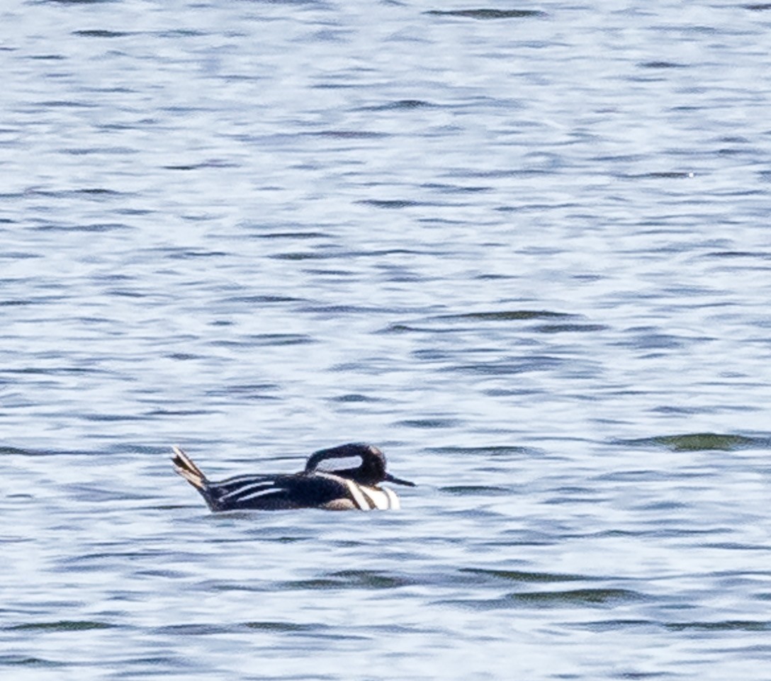 Hooded Merganser - ML540985461