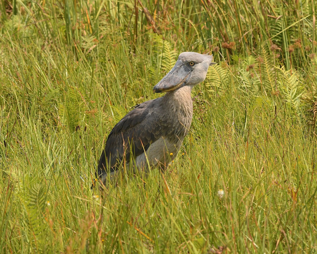 Shoebill - ML540985531