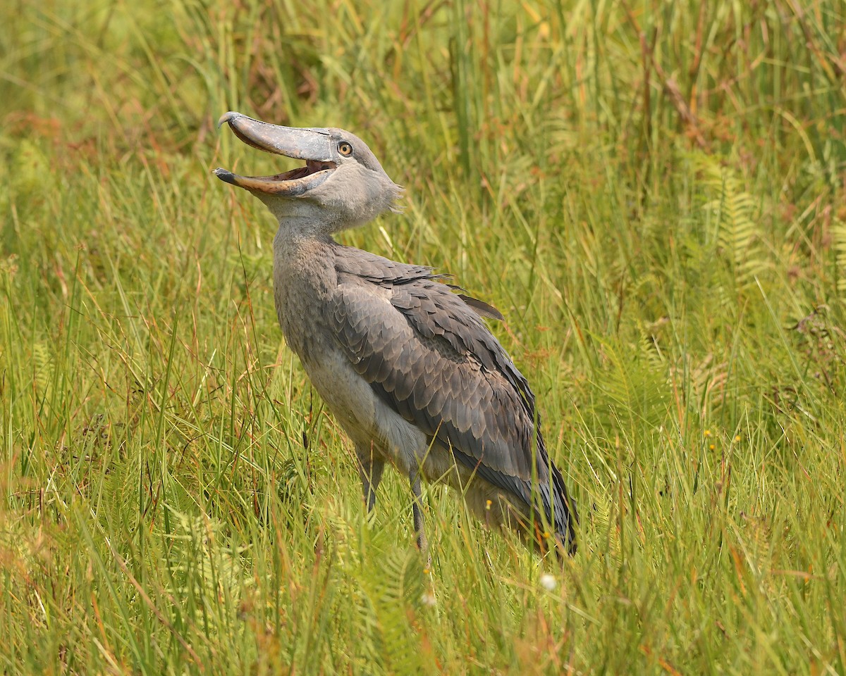 Shoebill - Ted Wolff