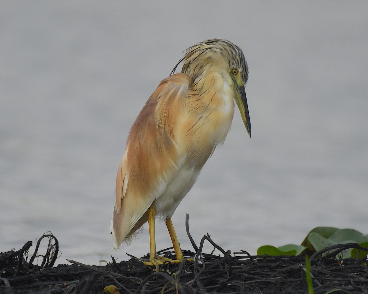 Squacco Heron - Ted Wolff