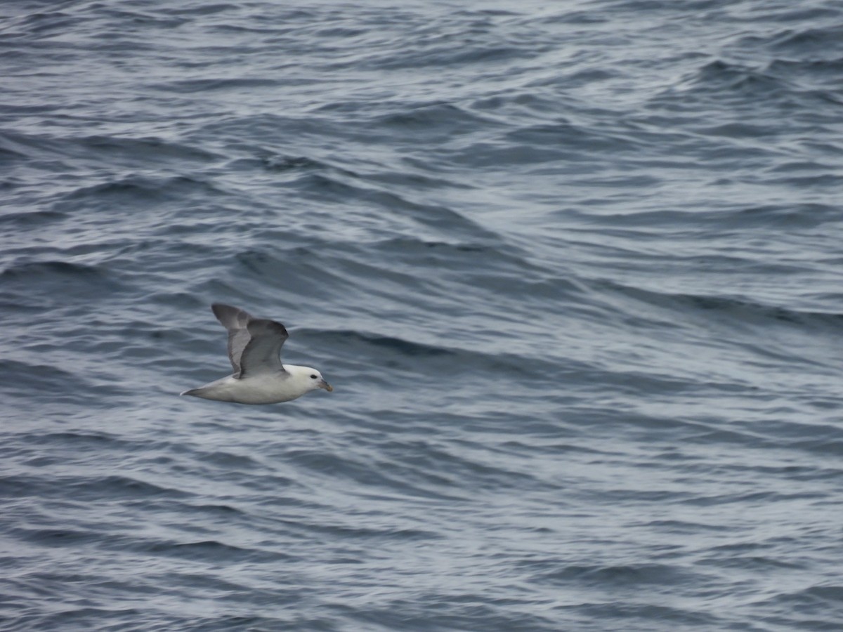 Northern Fulmar - ML540989031