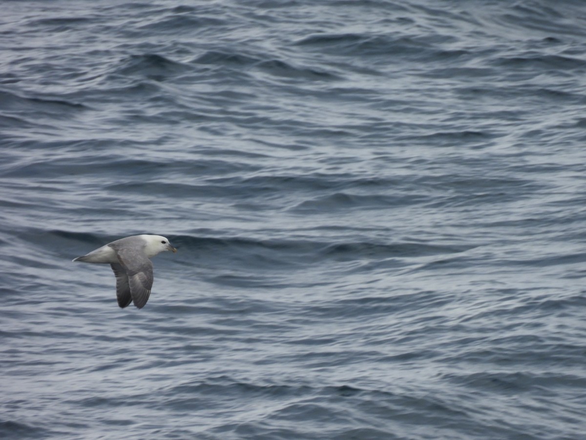Northern Fulmar - ML540989051